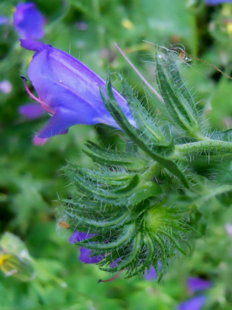 Echium plantagineum / Viperina piantaggine